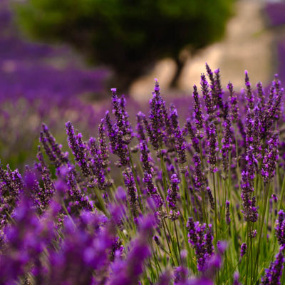 France tours for singles lavender fields